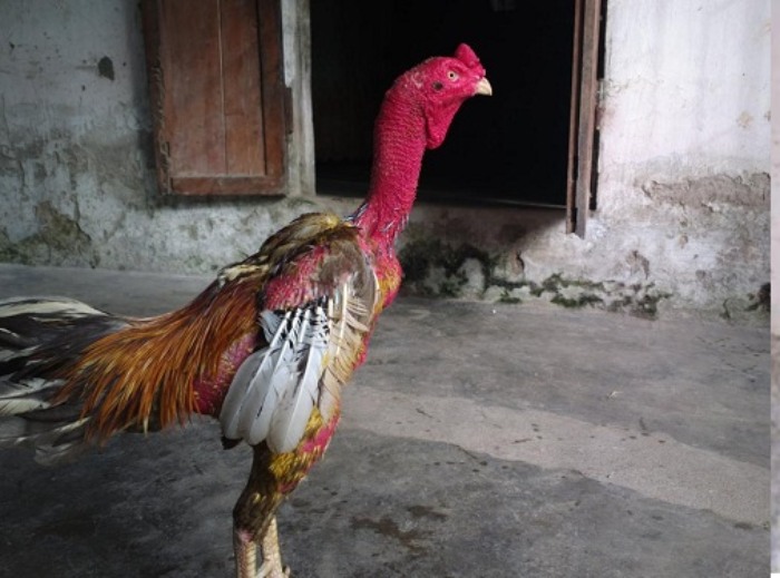 hình ảnh gà chọi đẹp nhất tại Việt Nam