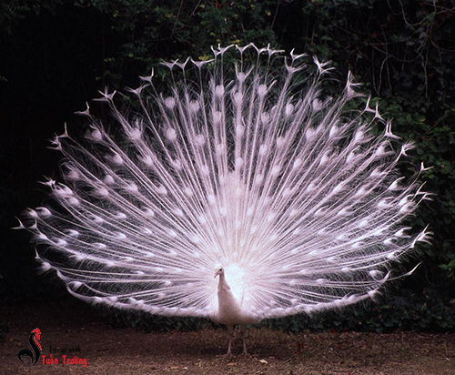 Lông Công Ấn Độ - 🌺LÔNG CHIM CÔNG VÀ NHỮNG BÍ MẬT PHONG THỦY🌺 👉Công hay  khổng tước là loài chim thuộc họ trĩ, từ xưa nó đã được xem là loài