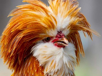 15 loại gà tre kiểng đẹp thịnh hành tại Việt Nam 2023 – Bạn nên biết !